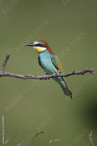 European bee-eater, Merops apiaster, 