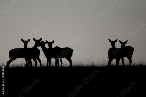 Fallow deer, Dama dama, group silhouetted 
