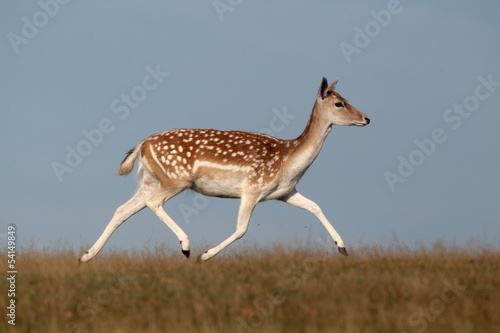 Fallow deer, Dama dama, single female 
