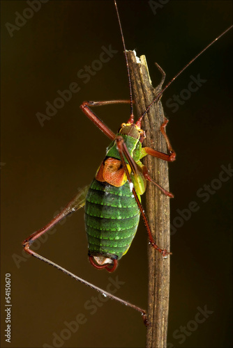 close up of grasshopper Orthopterous Tettigoniidae on photo