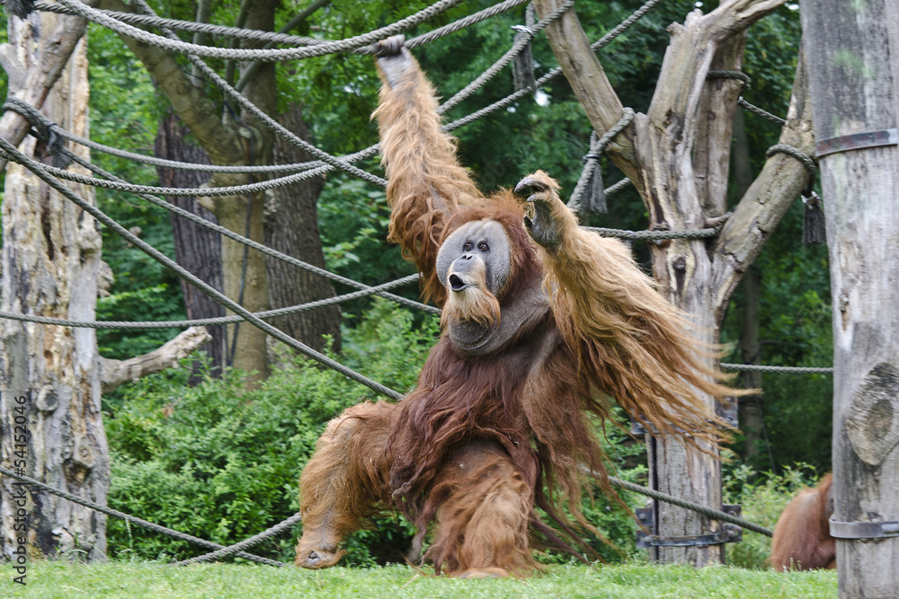 Fototapeta premium Sumatra Orang Utan