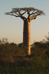 Leinwandbilder Baobab Stattlicher Baobab in der Trockensteppe  © angelo lano