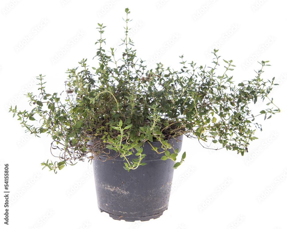 Thyme plant isolated on white