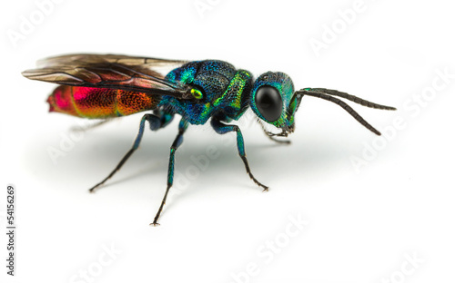 Chrysis - Ruby-tailed Wasp photo