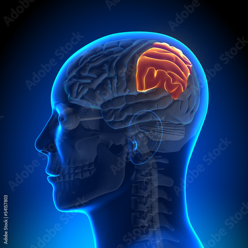 Brain Anatomy - Parietal lobe photo