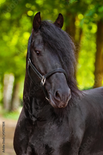 beautiful friesian horse portrait