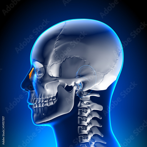 Brain Anatomy - Nasal Bone