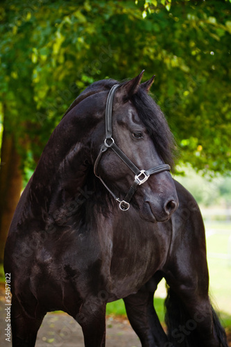 beautiful friesian horse outdoors