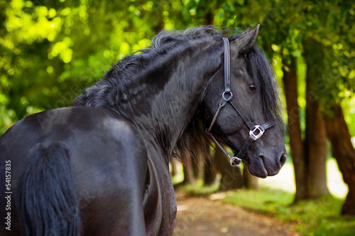 friesian horse portrait outdoors