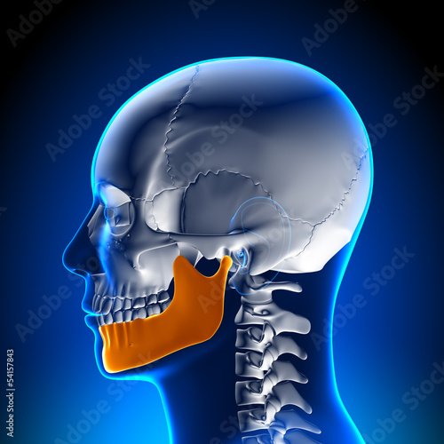 Fotografie Brain Anatomy - Mandible