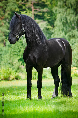 Friesian horse standing outdoors #54157880