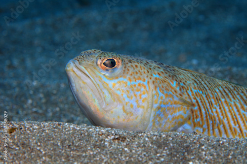 Grosses Petermännchen (Trachinus draco) photo