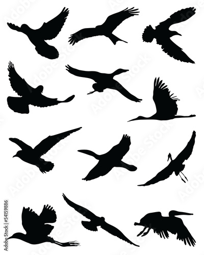 Silhouettes of birds in flight-vector illustration