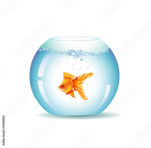 Golden Fish In Aquarium, Isolated On White