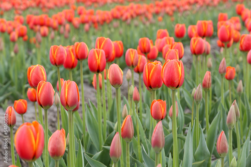 Fototapeta Naklejka Na Ścianę i Meble -  Close-up red tulip flowers in the farm