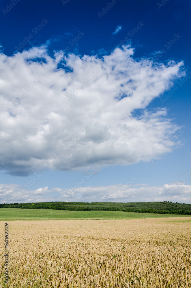 wheat land background