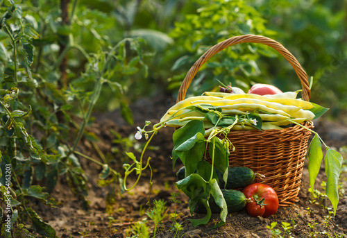 A harvest of season vegetables in a wicker basket photo