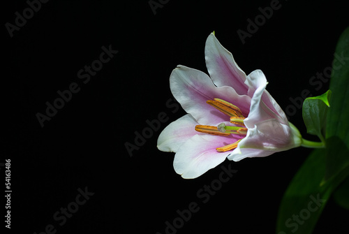 Lily Closeup with copy space