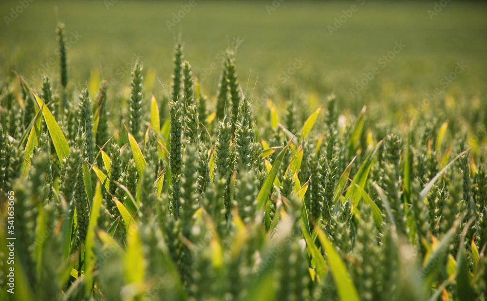 Ears of wheat in summer sunlight Ears of wheat in summer sunlight