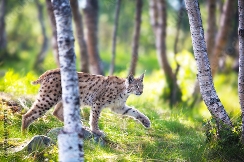 Fototapeta Naklejka Na Ścianę i Meble -  Lynx sneaking in the forest
