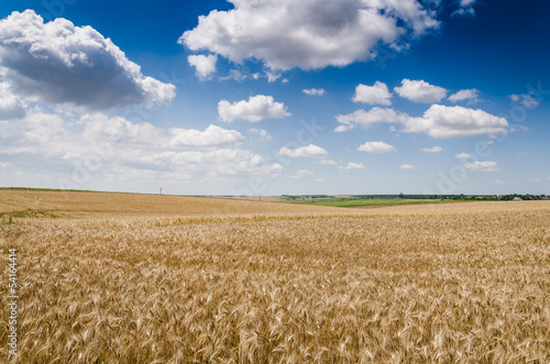 wheat land