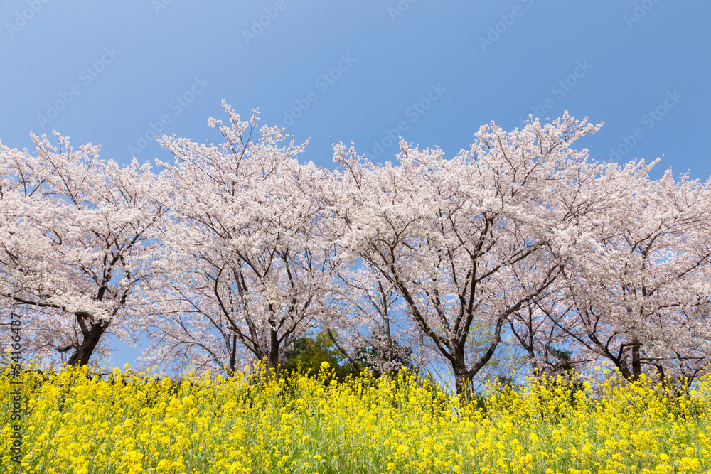 桜並木と菜の花畑 桜並木と菜の花畑
