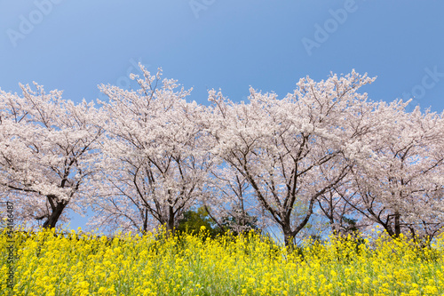 桜並木と菜の花畑 © sakura