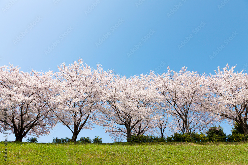 桜並木 桜並木