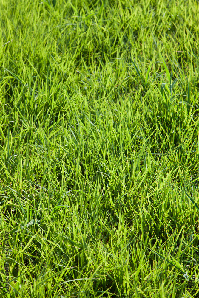 Obraz premium 草原