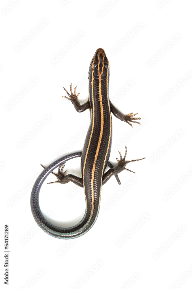 Obraz premium ニホントカゲの仲間-Plestiodon sp.