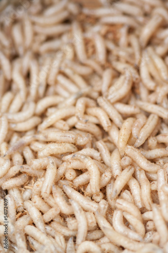Crawling white fly larvae (used for fishing). Vertical