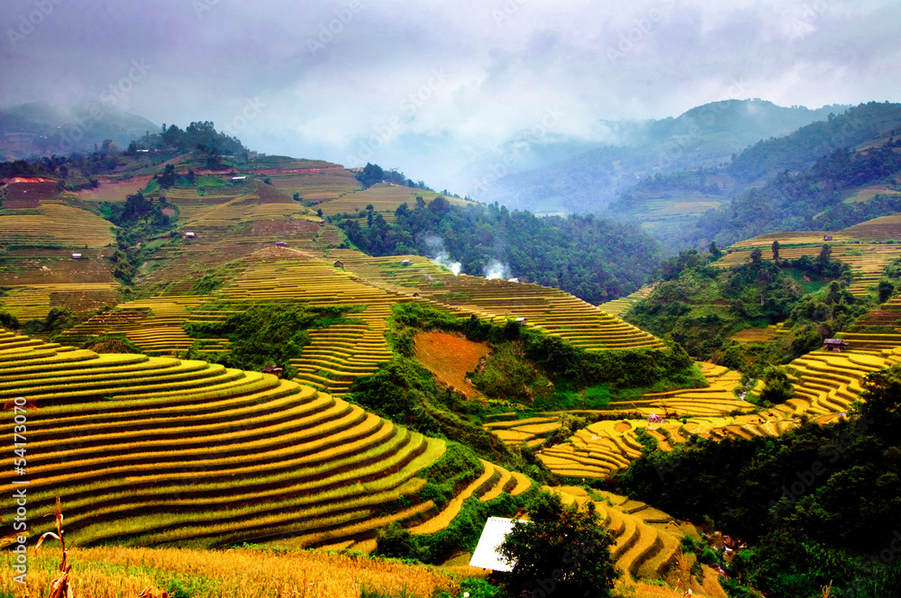 Rice fields of terraced in Vietnam