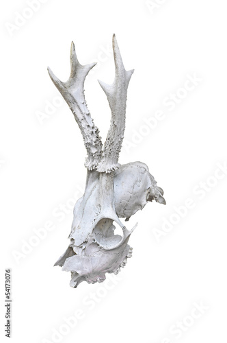Deer skull with horns - white background