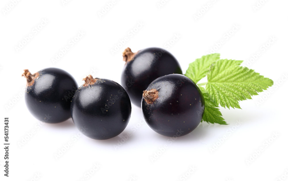 Blackcurrant with leaf Blackcurrant with leaf