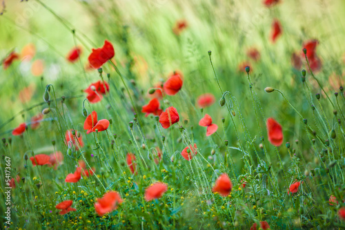 Fototapeta Naklejka Na Ścianę i Meble -  poppies field  