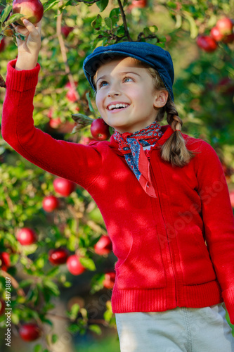 Apple orchard - Young girl picking red apples into the basket