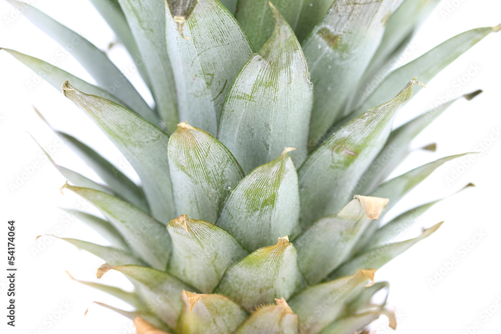 Fototapeta premium Tail of pineapple isolated on white