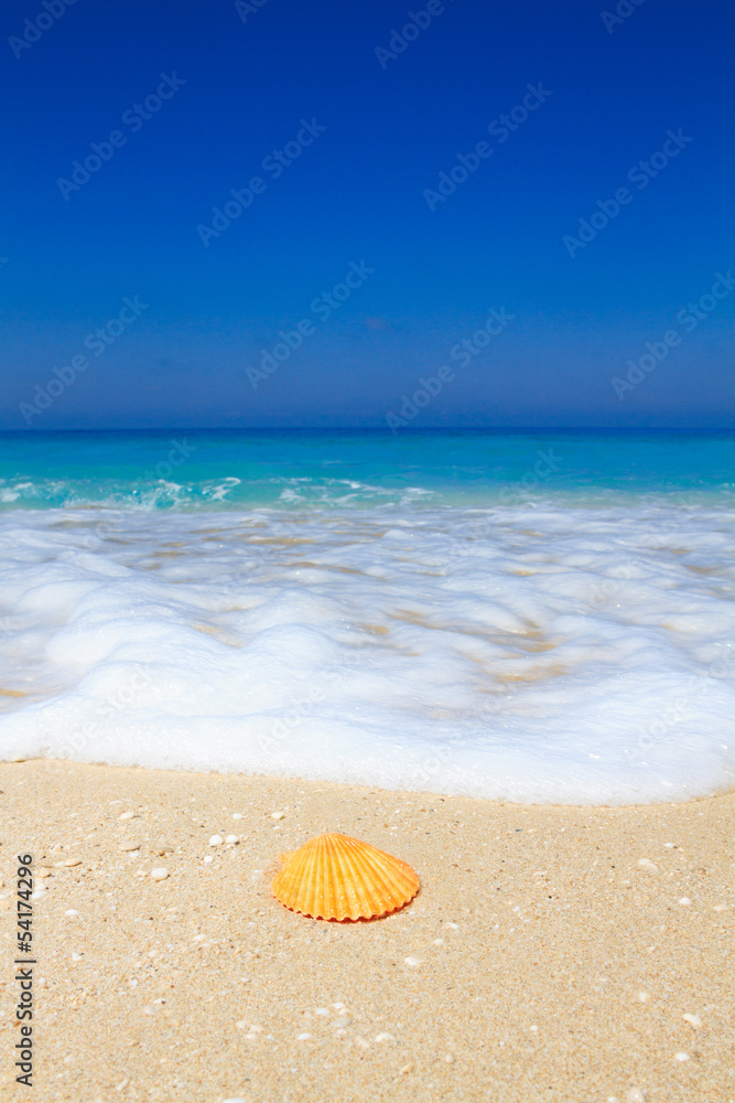 Shell on a sandy beach Shell on a sandy beach