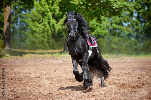 Beautiful friesian horse running