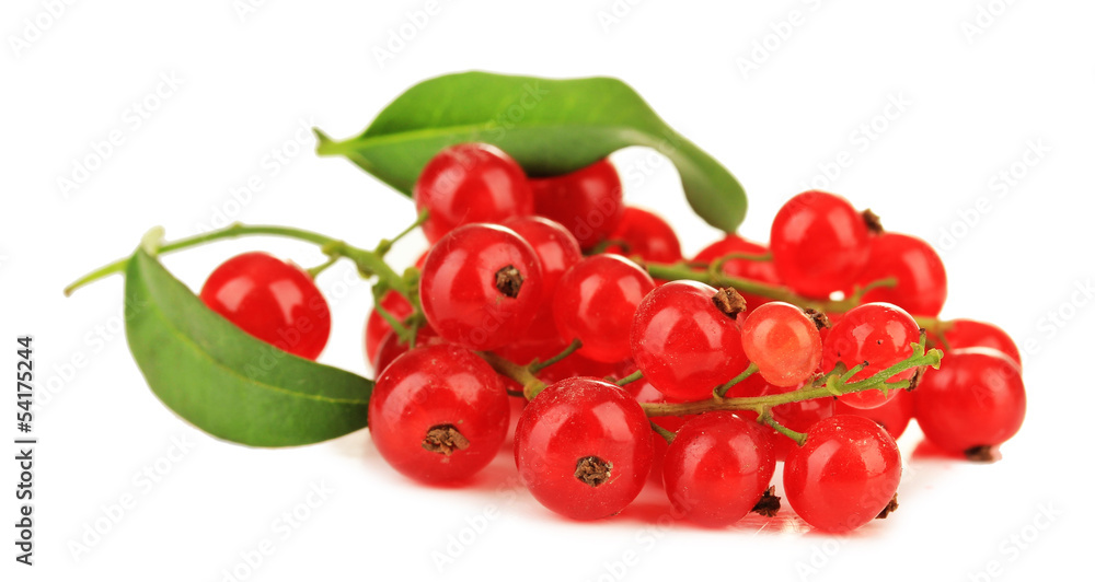 Branch of red currant isolated on white Branch of red currant isolated on white