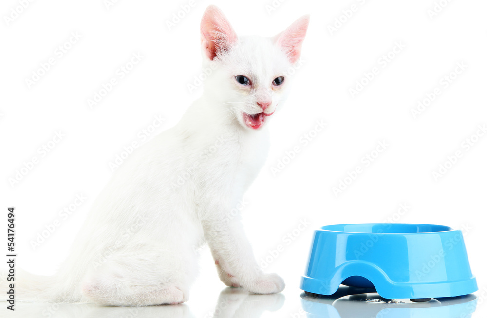 Kitten with food bowl isolated on white Kitten with food bowl isolated on white