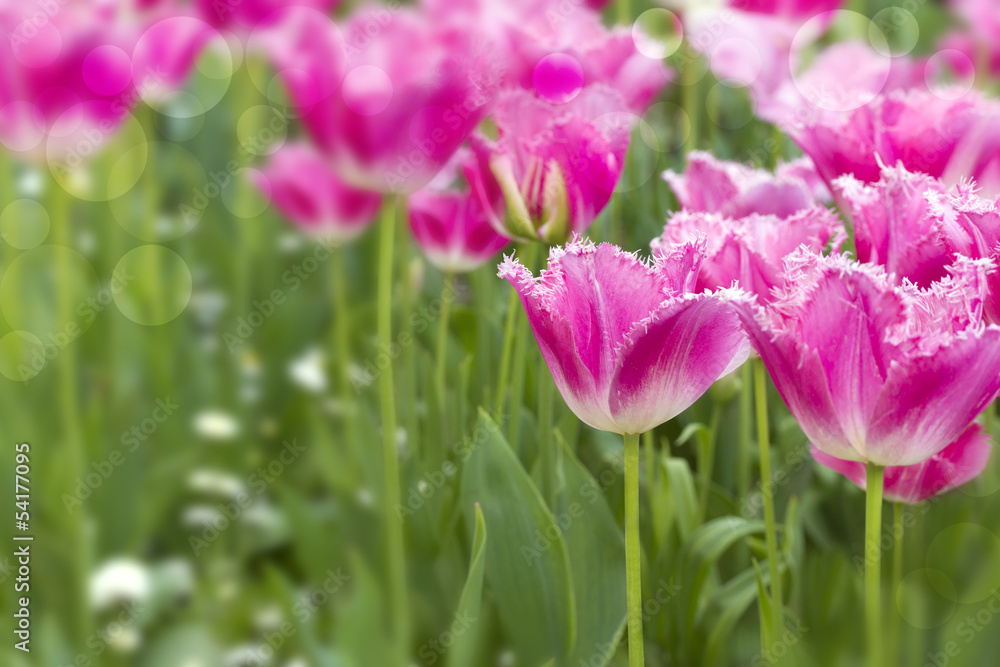Obraz premium Tulips
