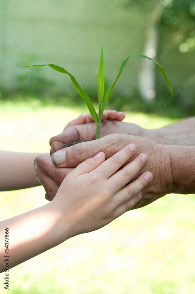 Old man and baby holding young plant in hands