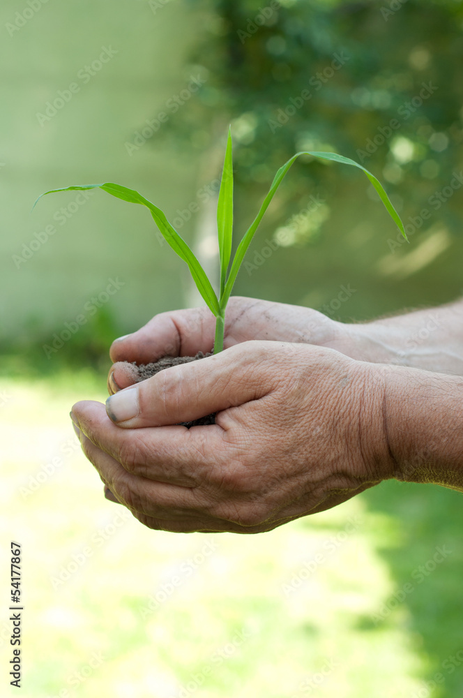 Old man hands holding a green young plant
