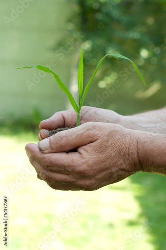 Old man hands holding a green young plant