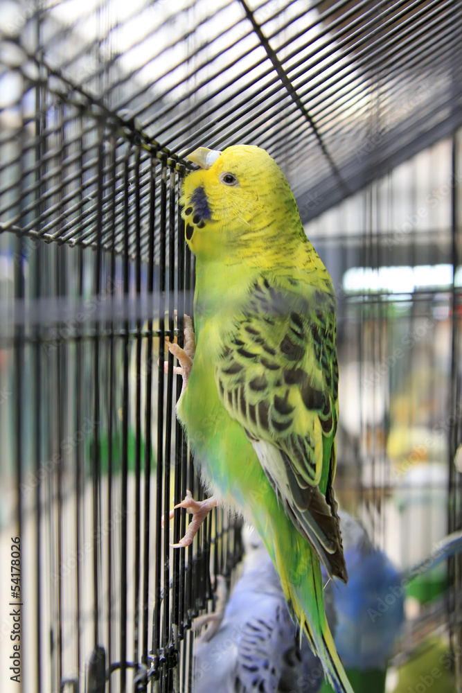 Obraz premium parrots in a cage of a zoo