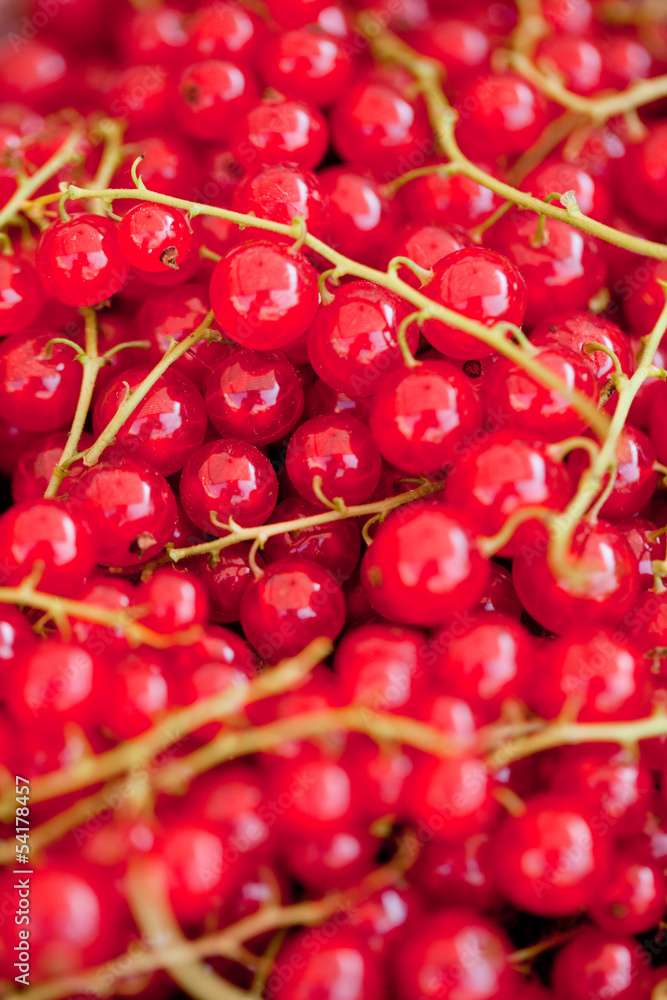frische rote johannisbeeren makro nahaufnahme frische rote johannisbeeren makro nahaufnahme