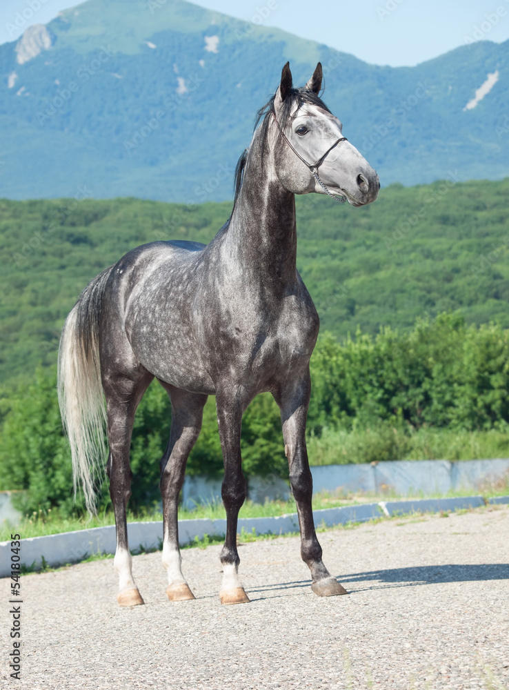 gray arabian stallion at mountain background