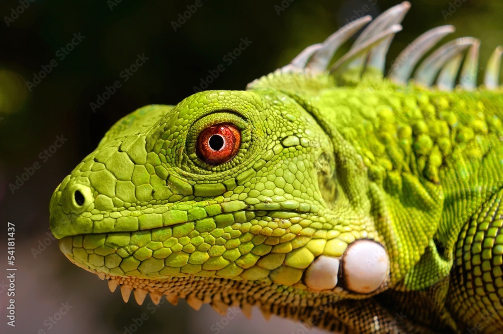 Obraz premium Green Iguana