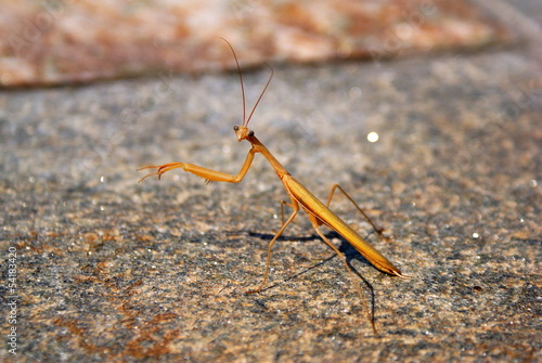 Wallpaper Mural Praying Mantis Torontodigital.ca